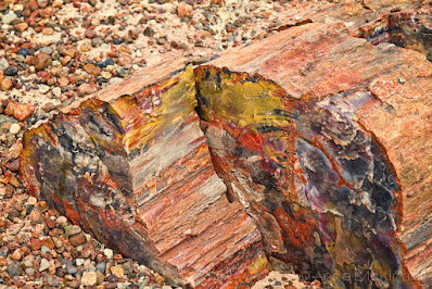 Spesimen fosil kayu dari Arizona, AS. Jaringan selulosa di dalam batang kayu mengalami permineralisasi oleh silika yang berasal dari abu gunung api yang menimbun daerah sekitar yang dahulunya adalah hutan. Mineral silika memberikan beragam warna pada fosil kayu di situs nasional ini