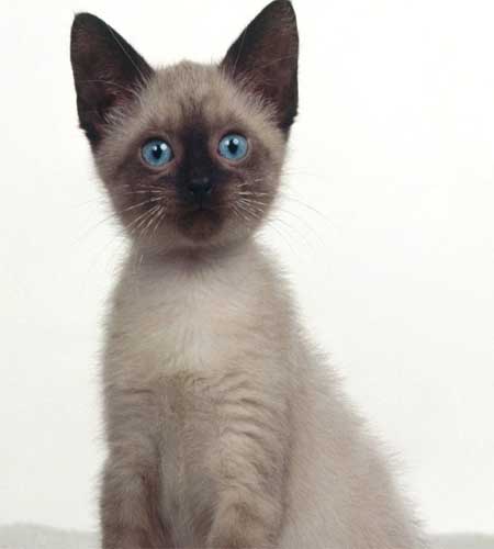 Balinese Cat Appearance