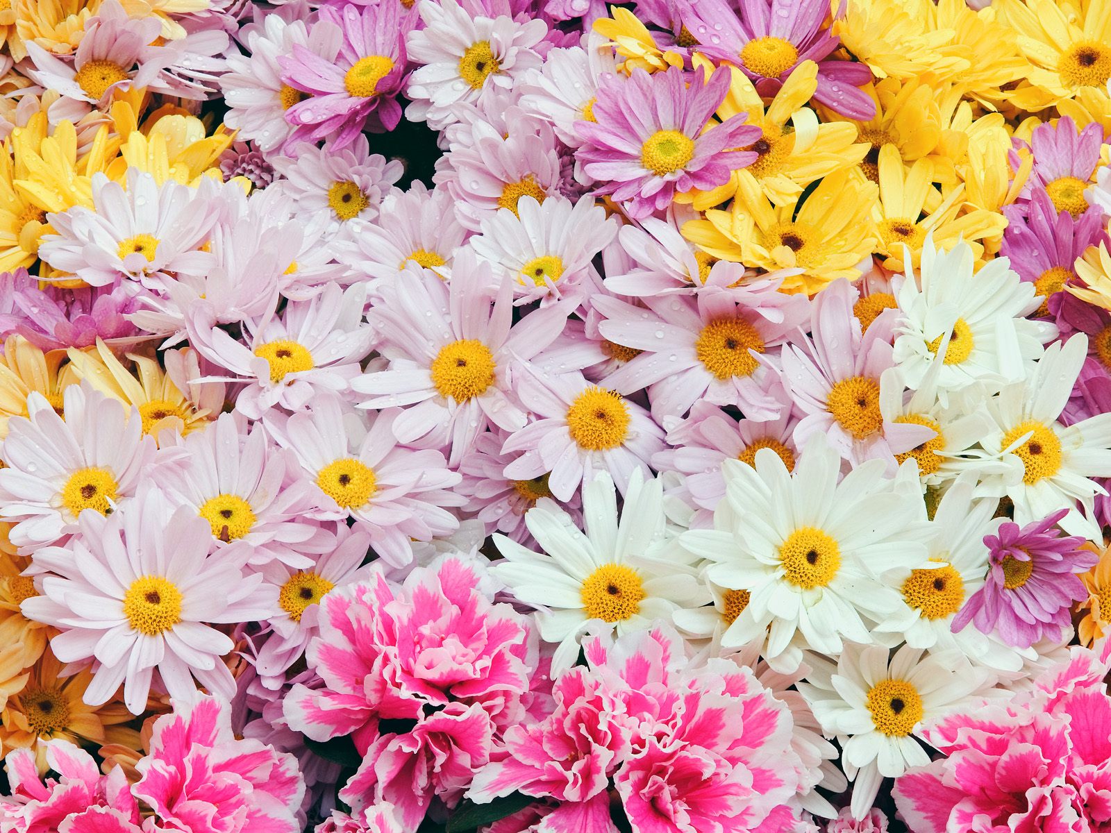 Buletin Cinta Download Walpaper Cantik  Bunga  Dan Bingkai  