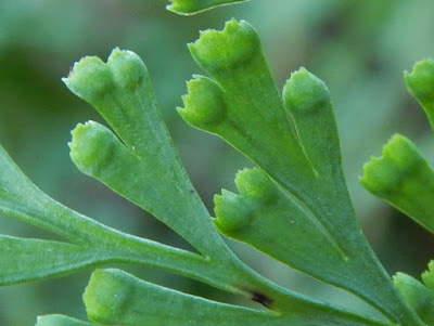 烏蕨的孢膜