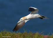 However, for this blog post I will just restrict myself to some images of . (gannet )