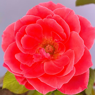 35+ rose flower image free download