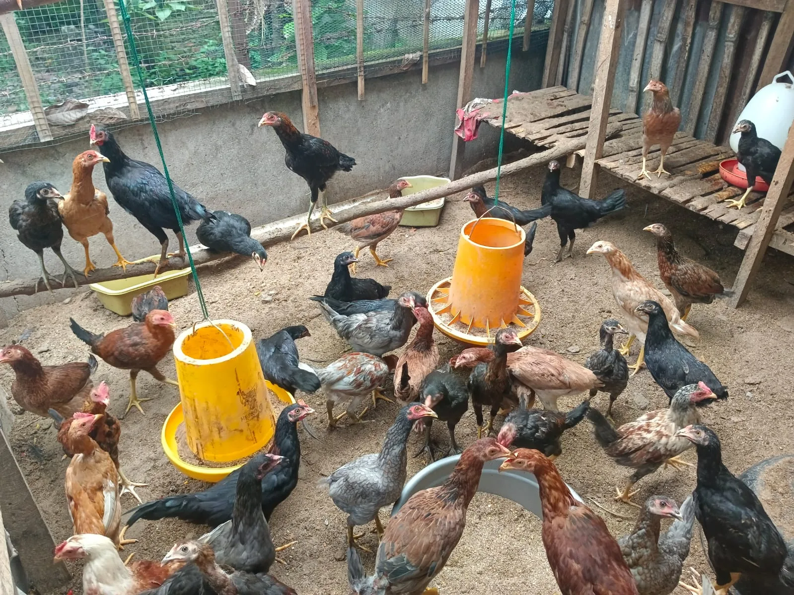 Cara Beternak Ayam Kampung Pedaging