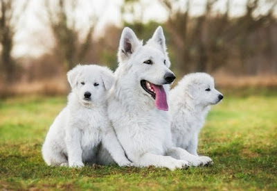 All White German Shepherd Puppies For Sale Near Me