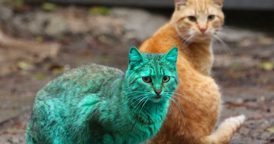  Gambar  Kucing  Warna  Gambar  Kelabu