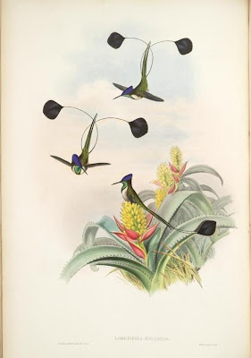 Loddigesia mirabilis - Gould's hummingbird illustration