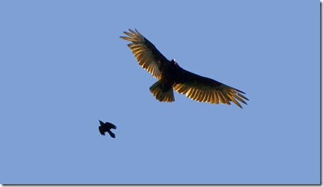 turkey-vulturebeingchased