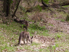 cangaroo