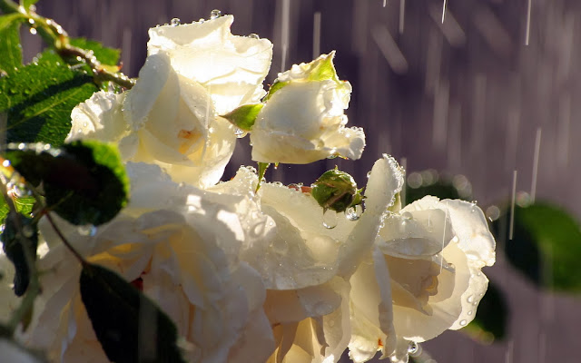 gotas de lluvia en rosa blanca