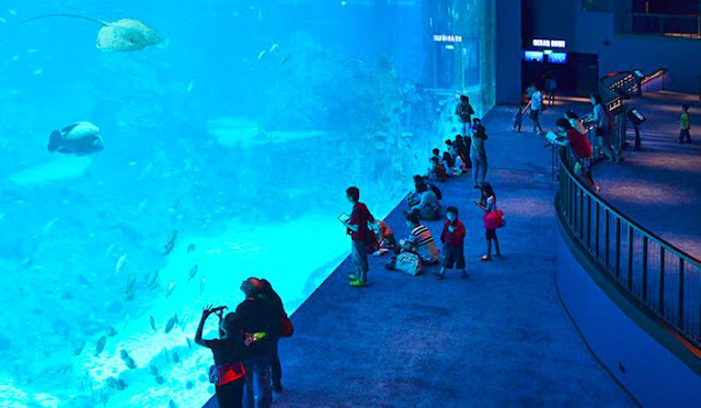 Khám phá See Aquarium - Thủy cung tuyệt vời nhất thế giới