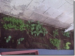 IMG01126