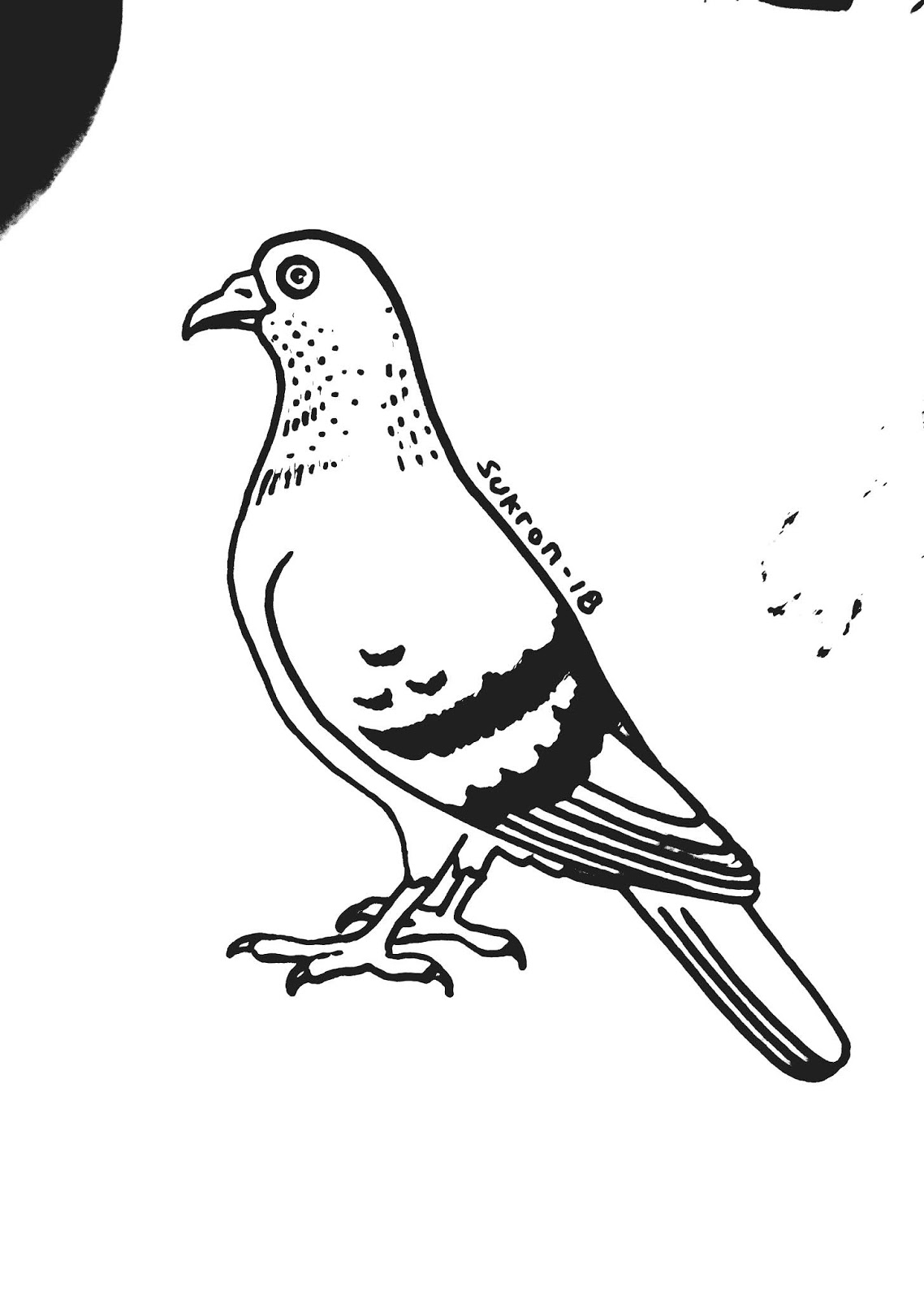 Contoh Gambar Mewarnai Burung Merpati KataUcap