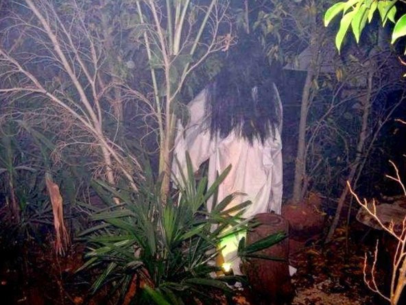 No 1 Disenangi Kuntilanak  Pohon yang dipercaya Jadi Sarang Hantu