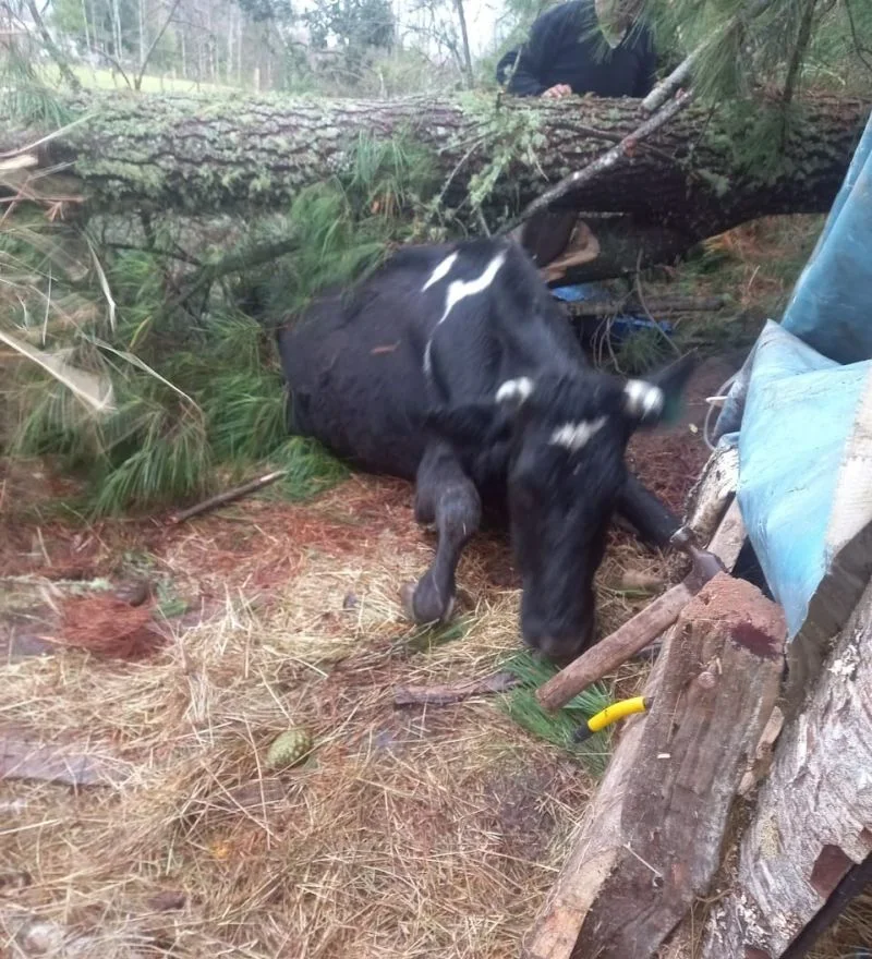 Caída de árbol sobre galpón provocó la muerte de animales en sector de Riachuelo