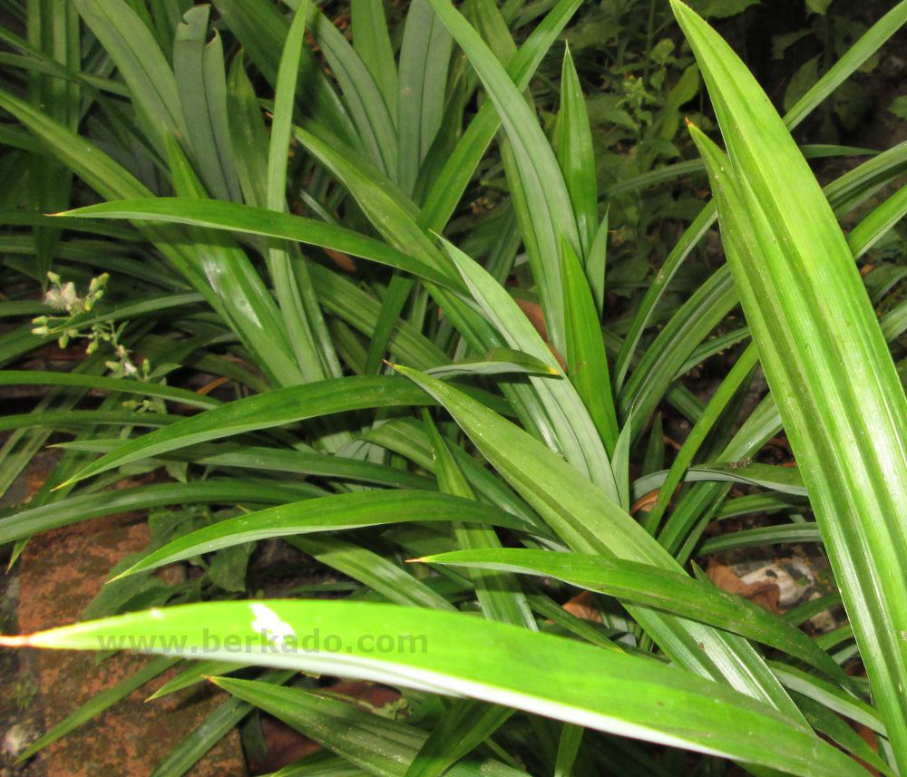  Manfaat  Belimbing Wuluh Daun  Sirih dan Pandan 