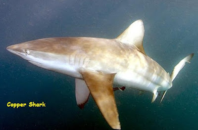 gambar hiu copper shark