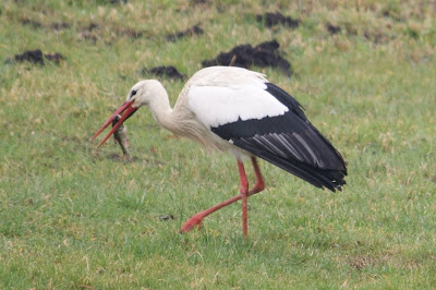 Earrebarre - Ooievaar - Ciconia ciconia