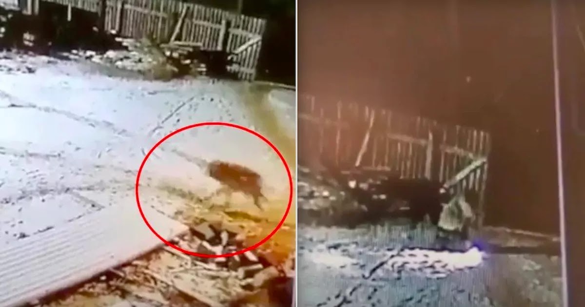 Footage Shows Farmer In Russia Killing Wolf With His Bare Hands After It Attacks Him And Kills His Two Dogs
