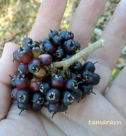 Свободноягодник сидячецветковый (Acanthopanax sessiliflorus, =Eleutherococcus sessiliflorus)