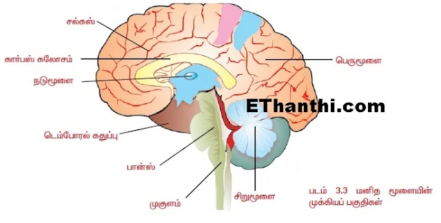 மூளை ஆற்றலைக் கூட்டுவிக்கும்