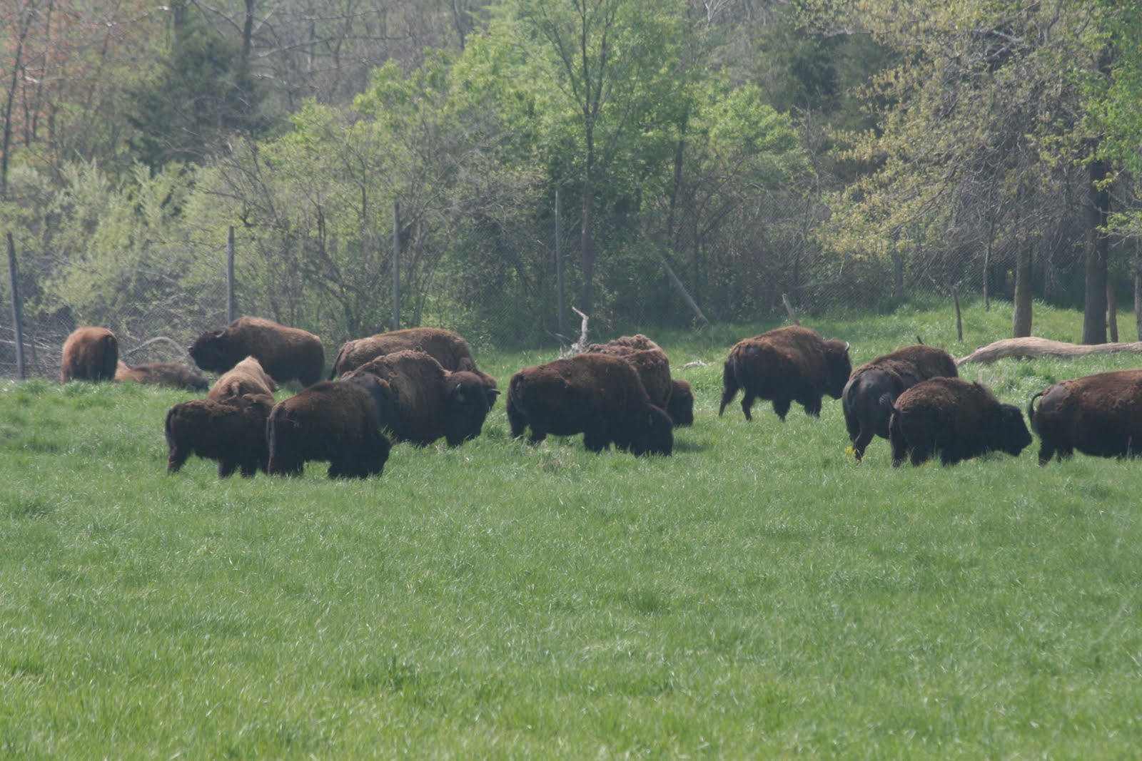 Bird Ephemera: Wildlife Prairie State Park