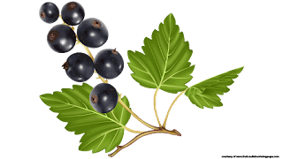 blueberry tree clipart