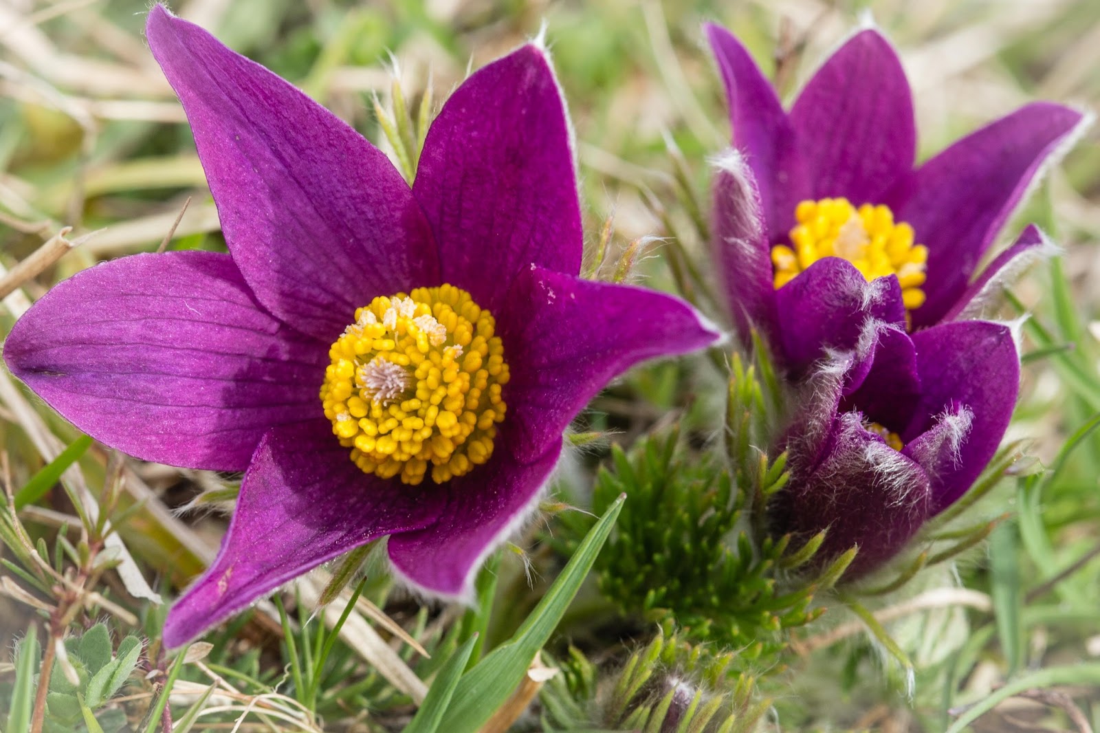 Pasque Flower