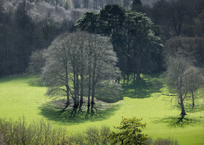 trees, shadows, midday sun, patterns