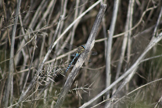 Migrant Hawker