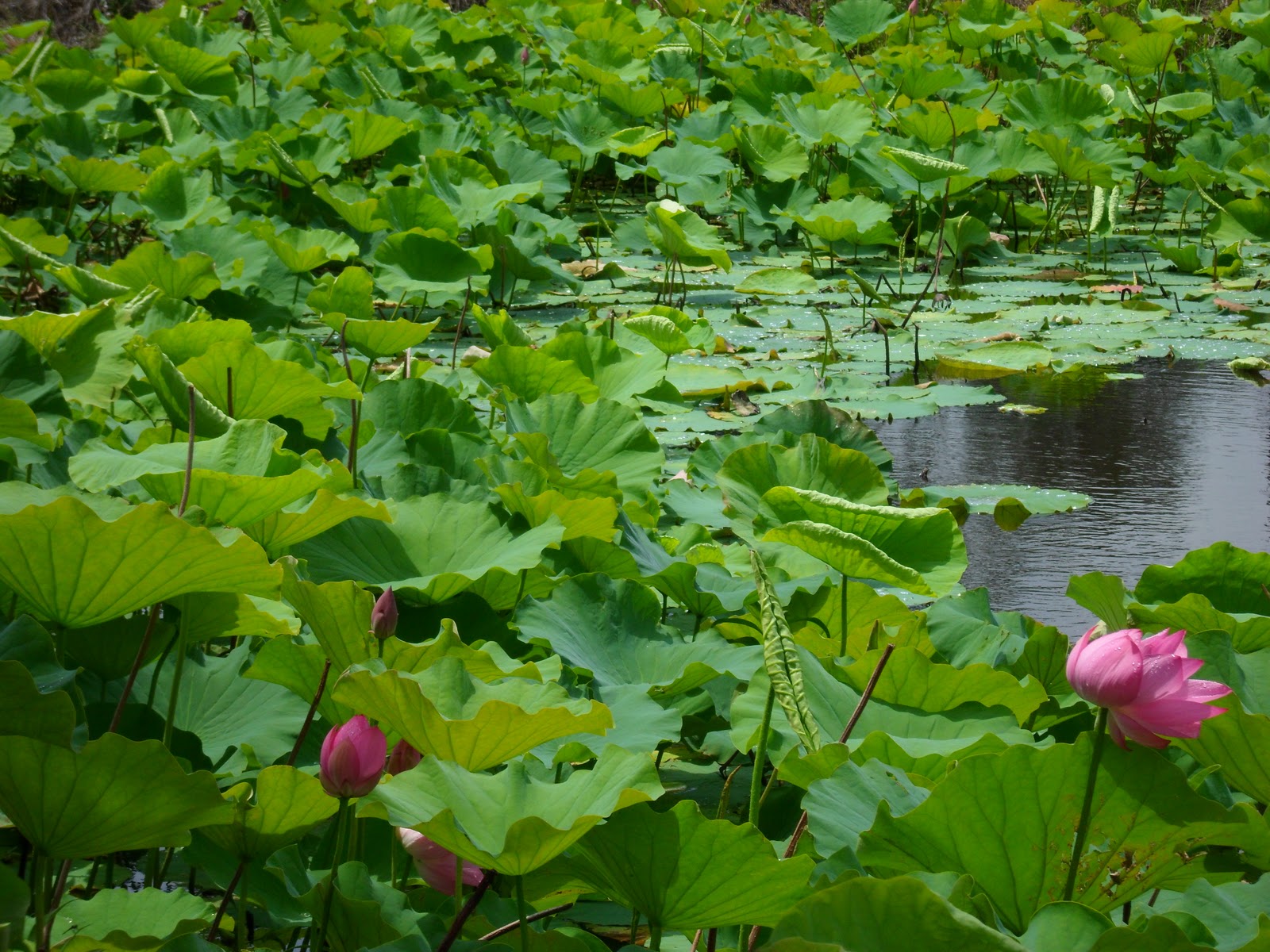Lotus Flower growing locally
