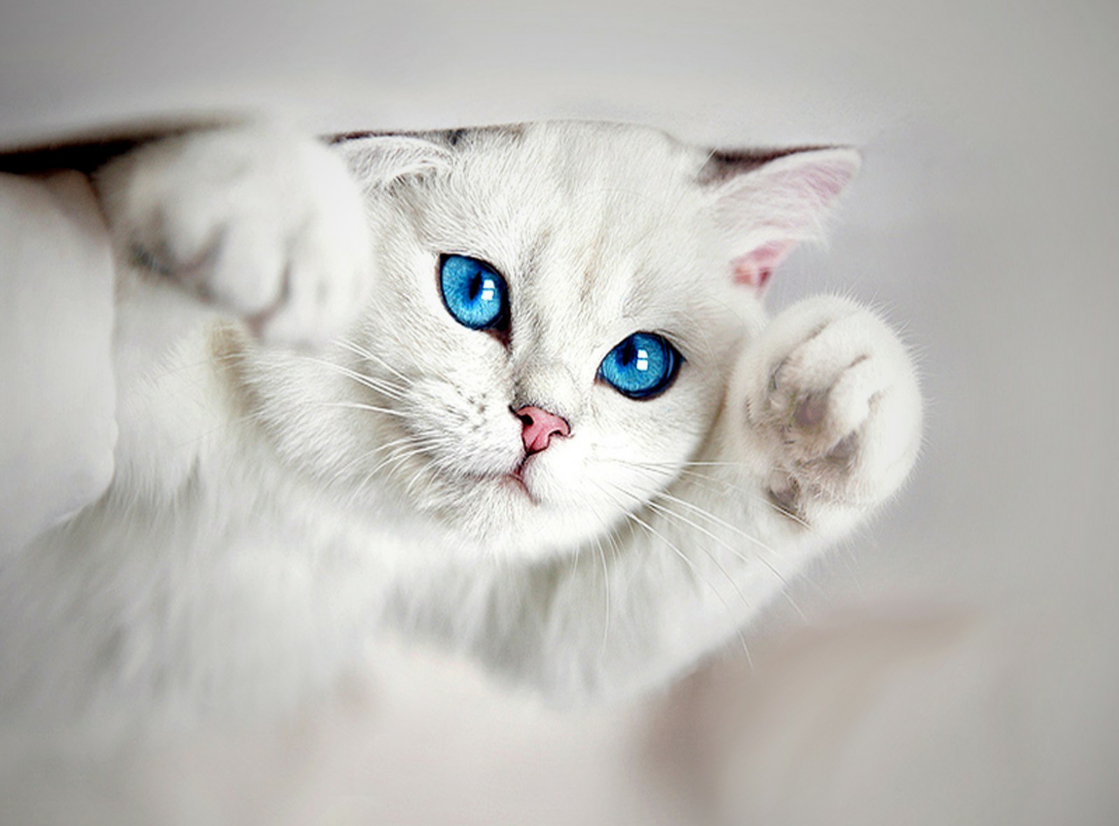 Gambar Kucing Imut dan Lucu | Kumpulan Gambar
