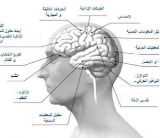 بعض الحقائق المذهلة عن المخ البشرى