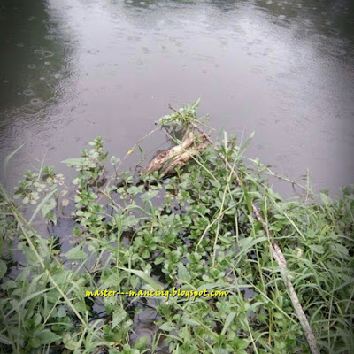 Umpan Kangkung Mancing Nila Babon Dahsyat Bro