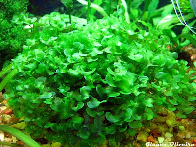 5 Moss Terbaik Untuk Aquascape