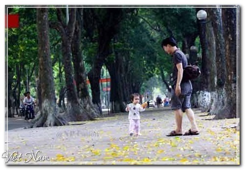 Hà Nội mùa lá vàng trải thảm, Việt Nam