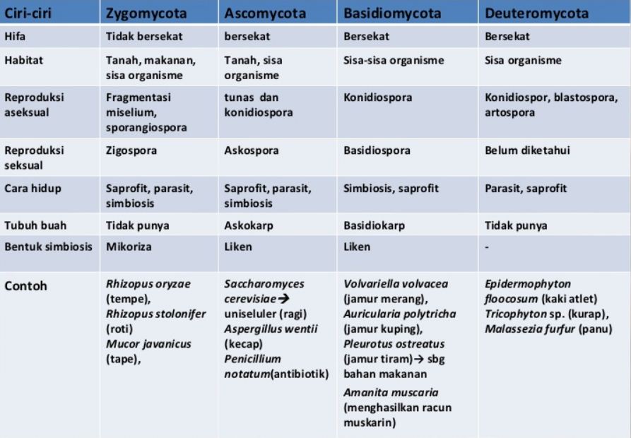 Perbedaan Zygomycota Ascomycota Basidiomycota dan 