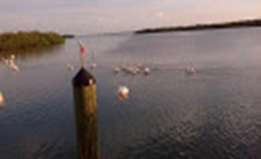 white pelicans at swordfish grill