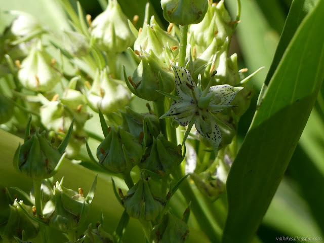 single monument plant flower in shade