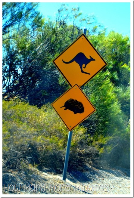 Echidna Roadsign | How Many More Minutes?