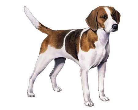 THE FOXHOUND DOG