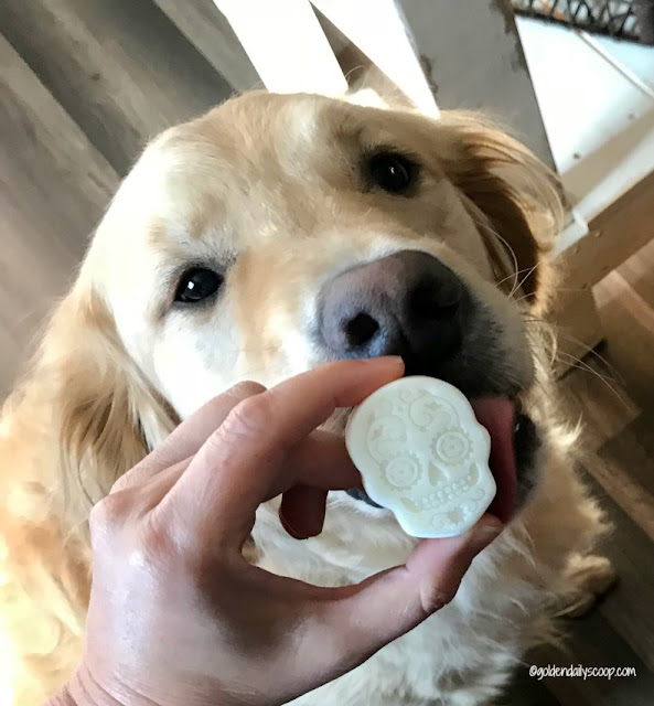 golden retriever dog eating halloween frozen skull dog treats