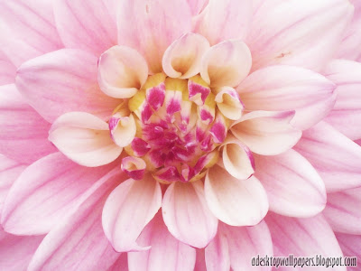 Beautiful Dahlia Flower Desktop Wallpapers, PC Wallpapers, Free Wallpaper, Beautiful Wallpapers, High Quality Wallpapers, Desktop Background, Funny Wallpapers http://adesktopwallpapers.blogspot.com