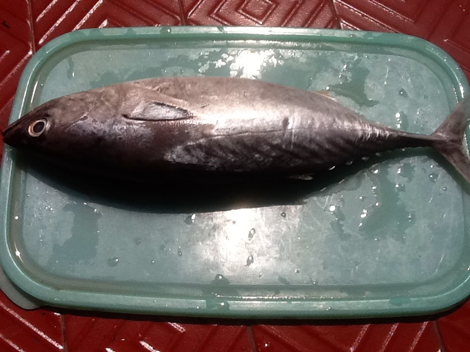  Gambar  Ikan  Tongkol  Hitam Black Swordfish Pasartap Gambar  