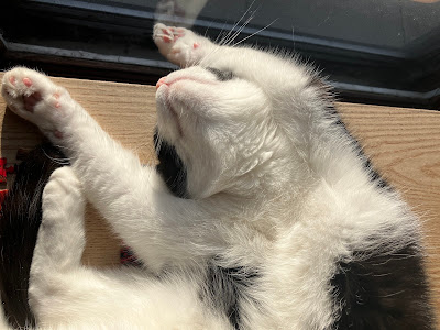 black and white cat in sunbeam