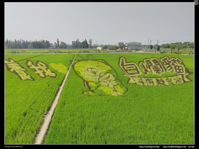 2019-10-20雲林石龜-農田白爛貓-斗南越光米