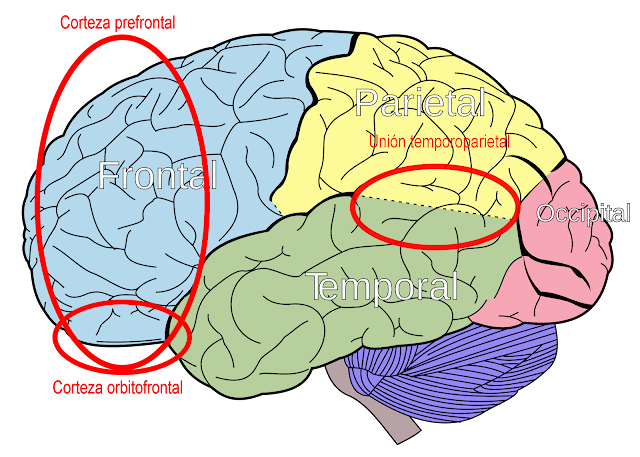 Corteza prefrontal, orbitofrontal y unión temporoparietal marcadas en el cerebro.