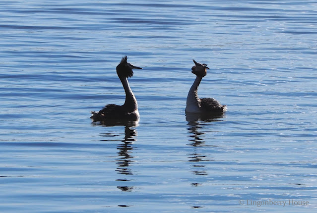 lingonberryhouse, silkkiuikku, great crested grebe, lintu, bird, kosio, tanssi, kevät, spring