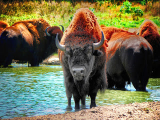 bison animals wallpaper HD quality status picture and facebook photos wathsapp status