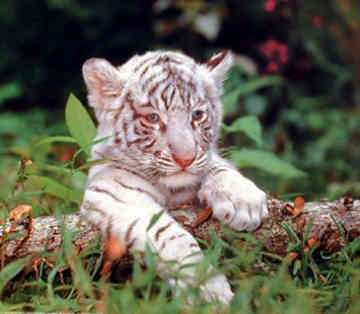 marable baby tiger