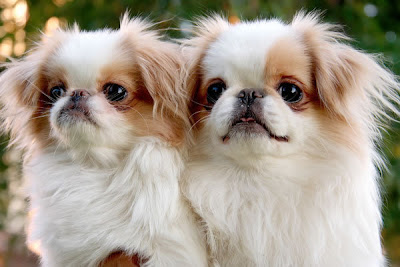 Japanese Chin Puppy Pictures